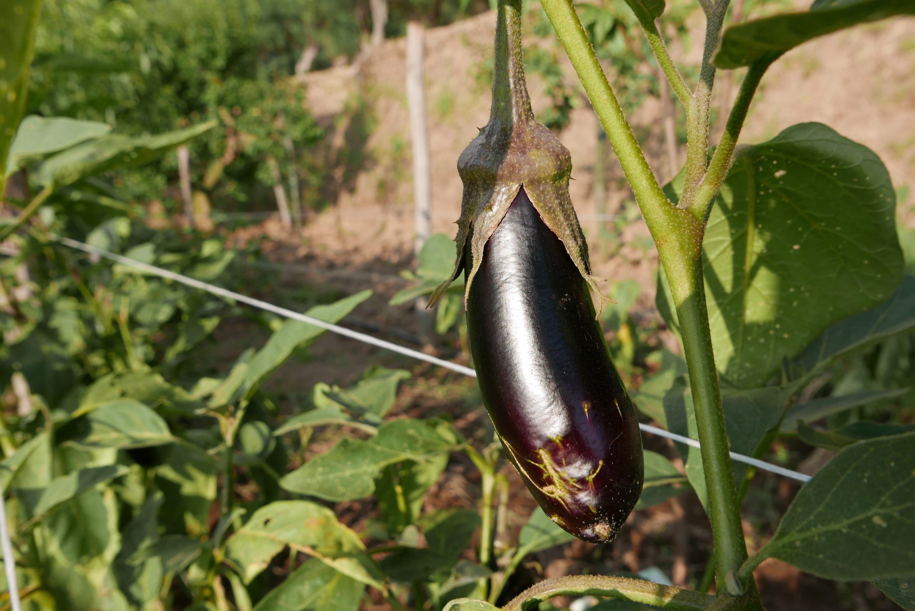 Eggplant