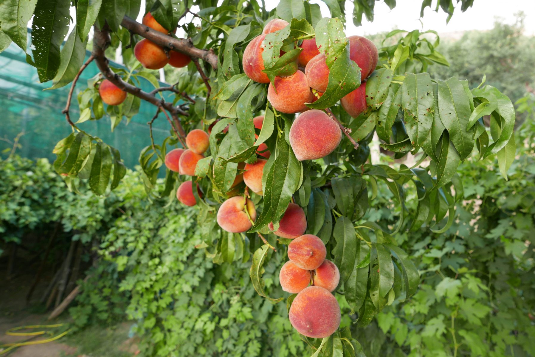 Peaches 