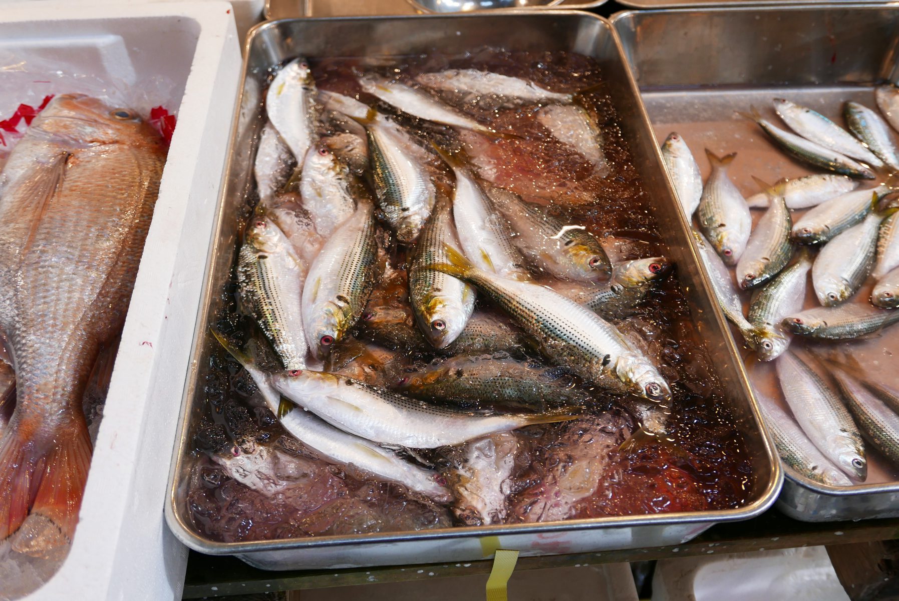 Large gizzard shad