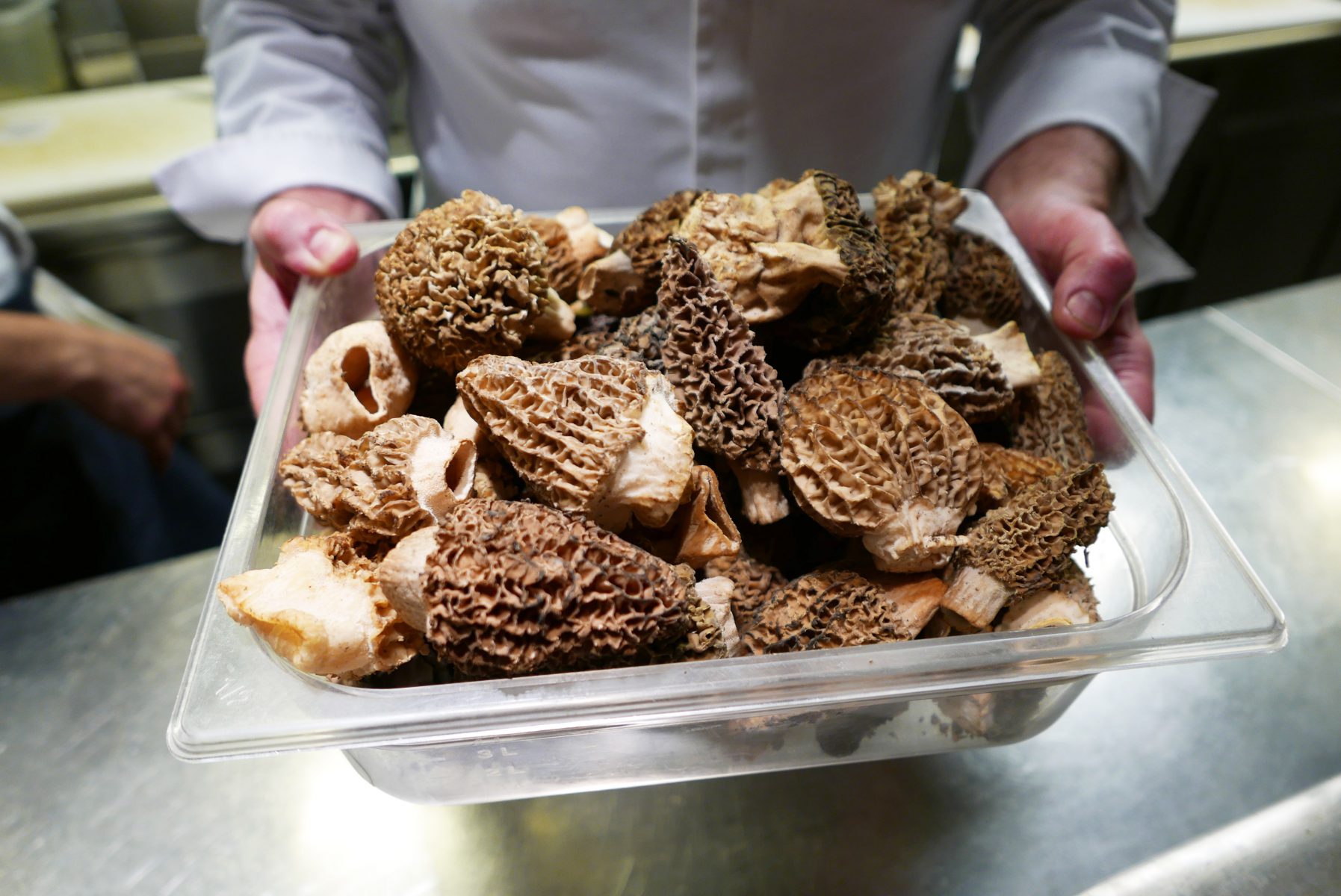 First morels of the season