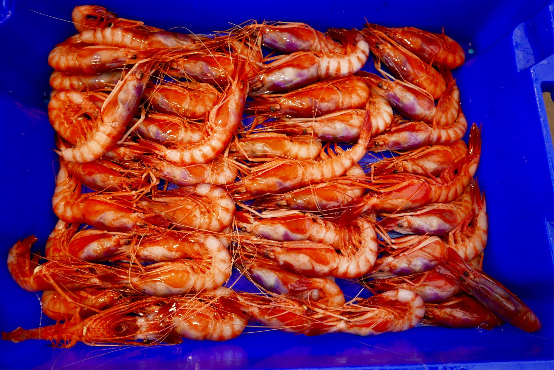 Gambas rojas are sorted out according to their sizes, "number 1" being the largest. (pictured)