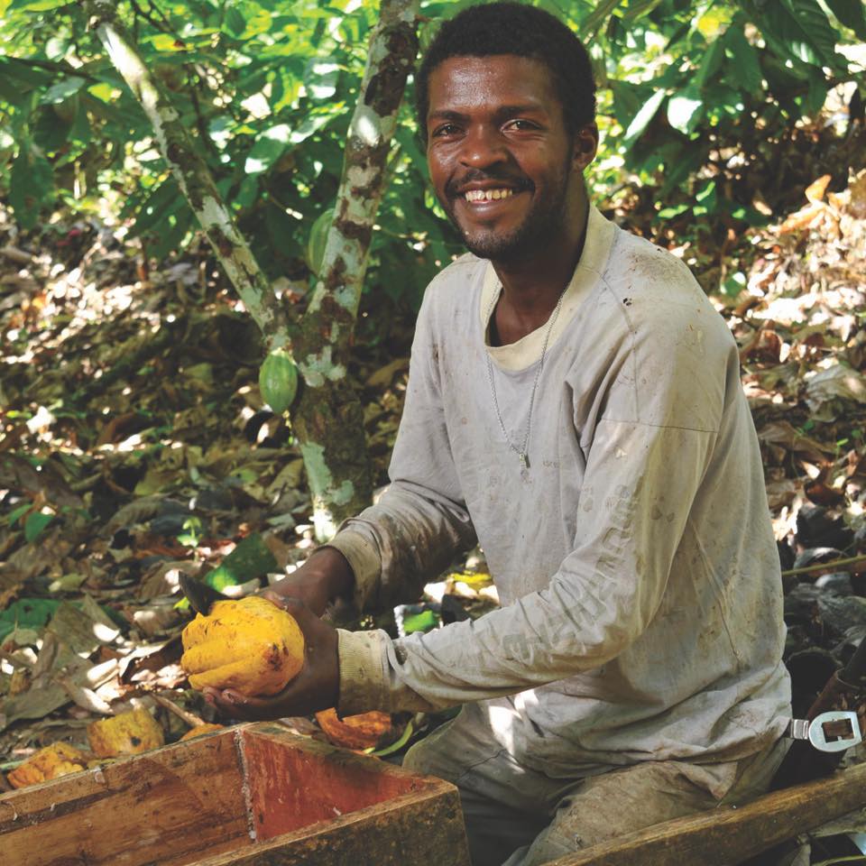 Cacao plucker