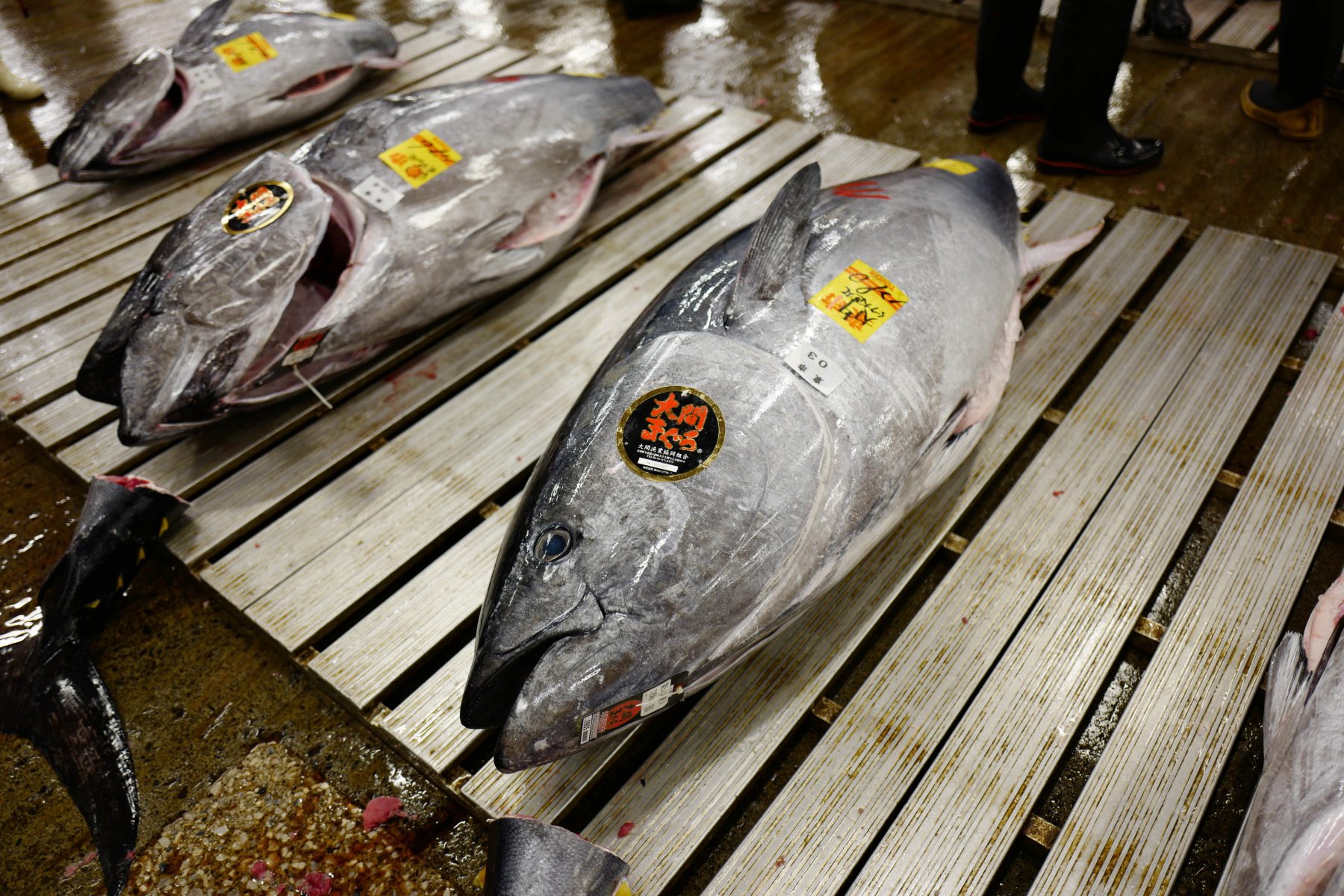 Fresh tuna at the early morning tuna auction at Tsukiji market