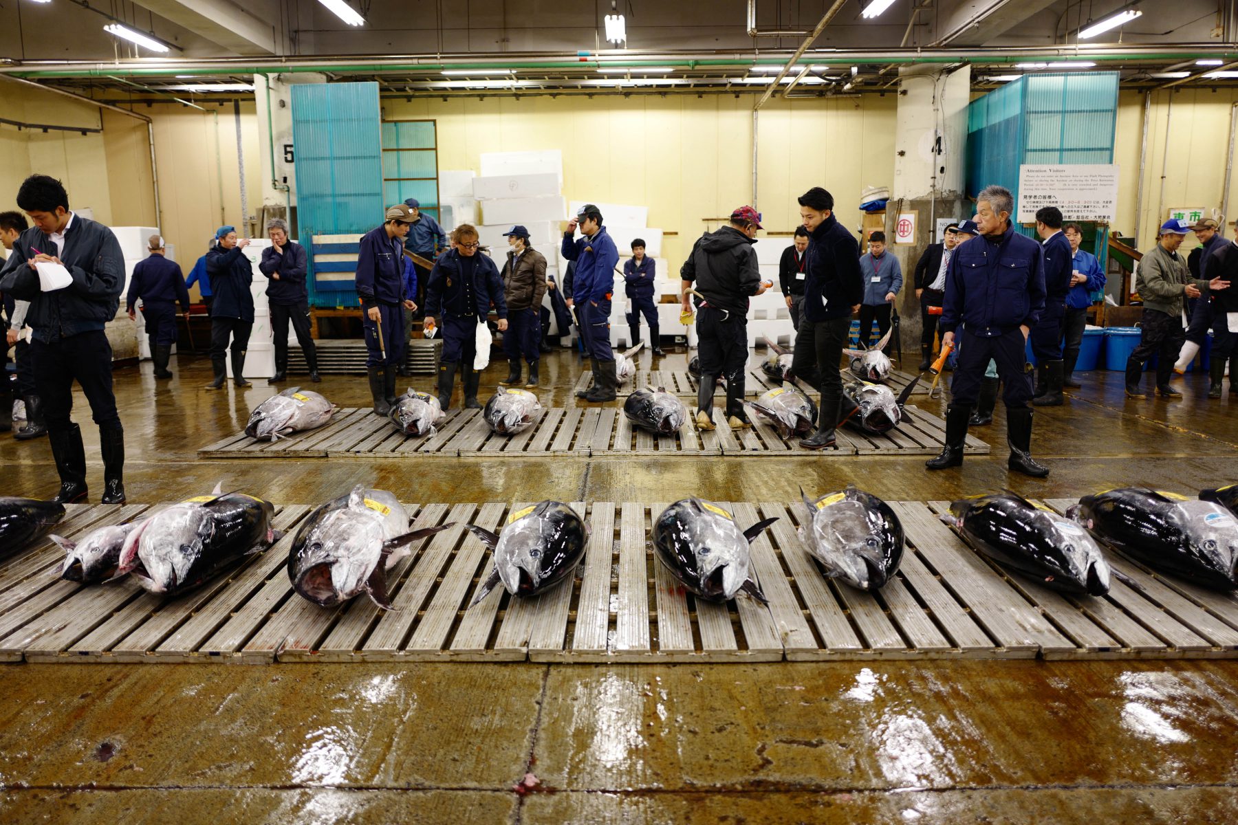Fresh tuna auction at Tsukiji market