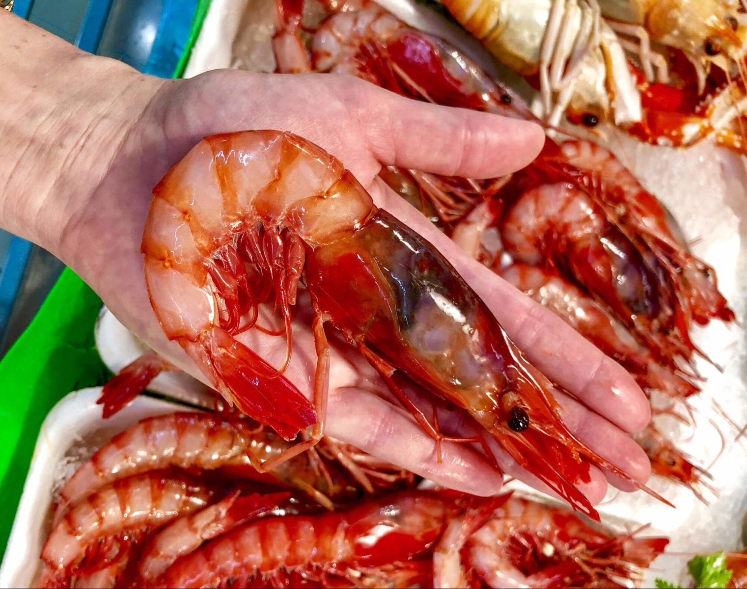 Gamba Roja from Denia