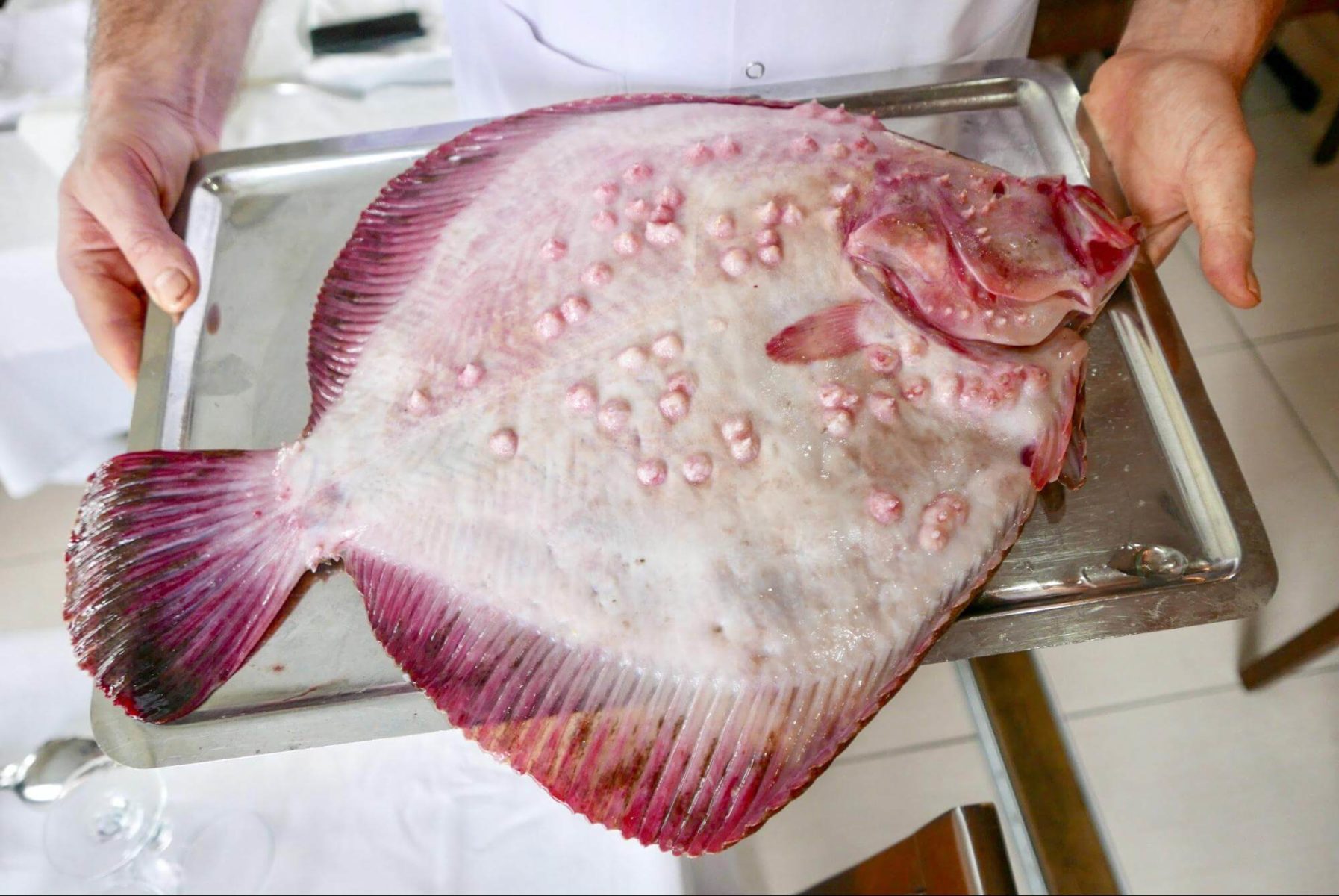 Turbot (kalkan in Turkish) from Black Sea