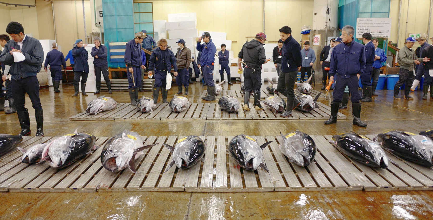 Fresh tuna auction at Tsukiji market