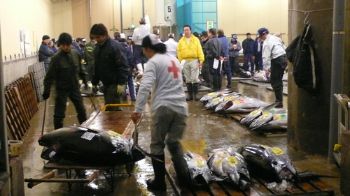 The tuna auction