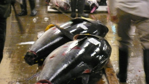 The tuna auction