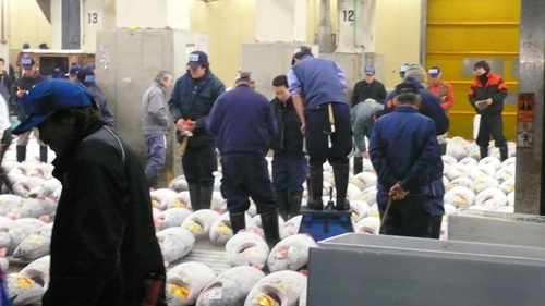 The tuna auction