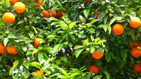 Orange tree