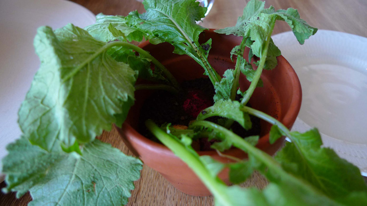 pot with soil, radishes and turnips