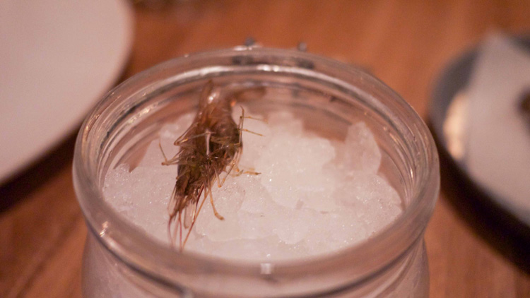 shrimps in a jar