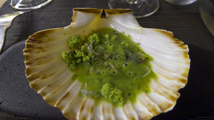 Watercress "snow" with seashells stock 