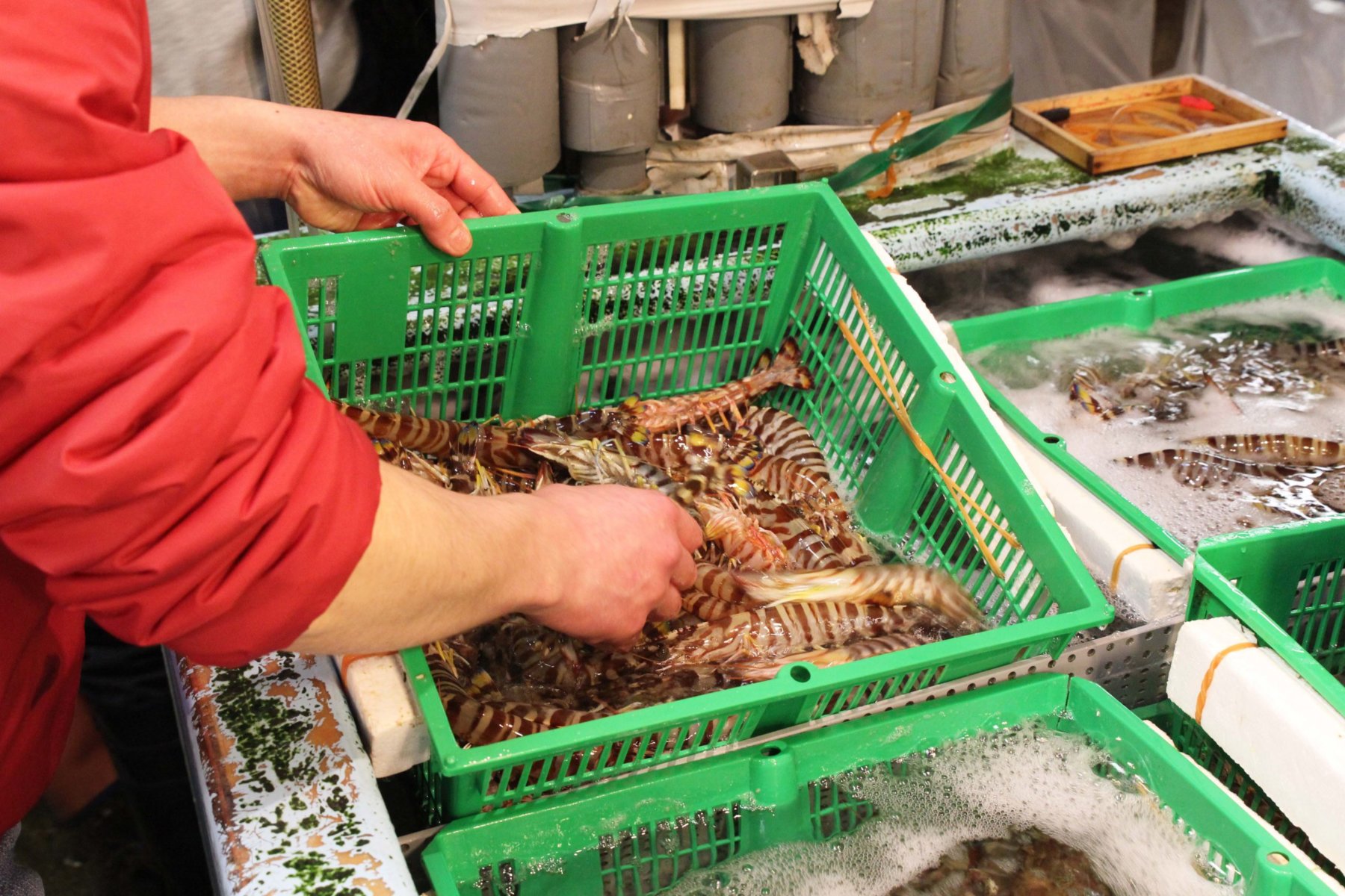 Tsukiji market