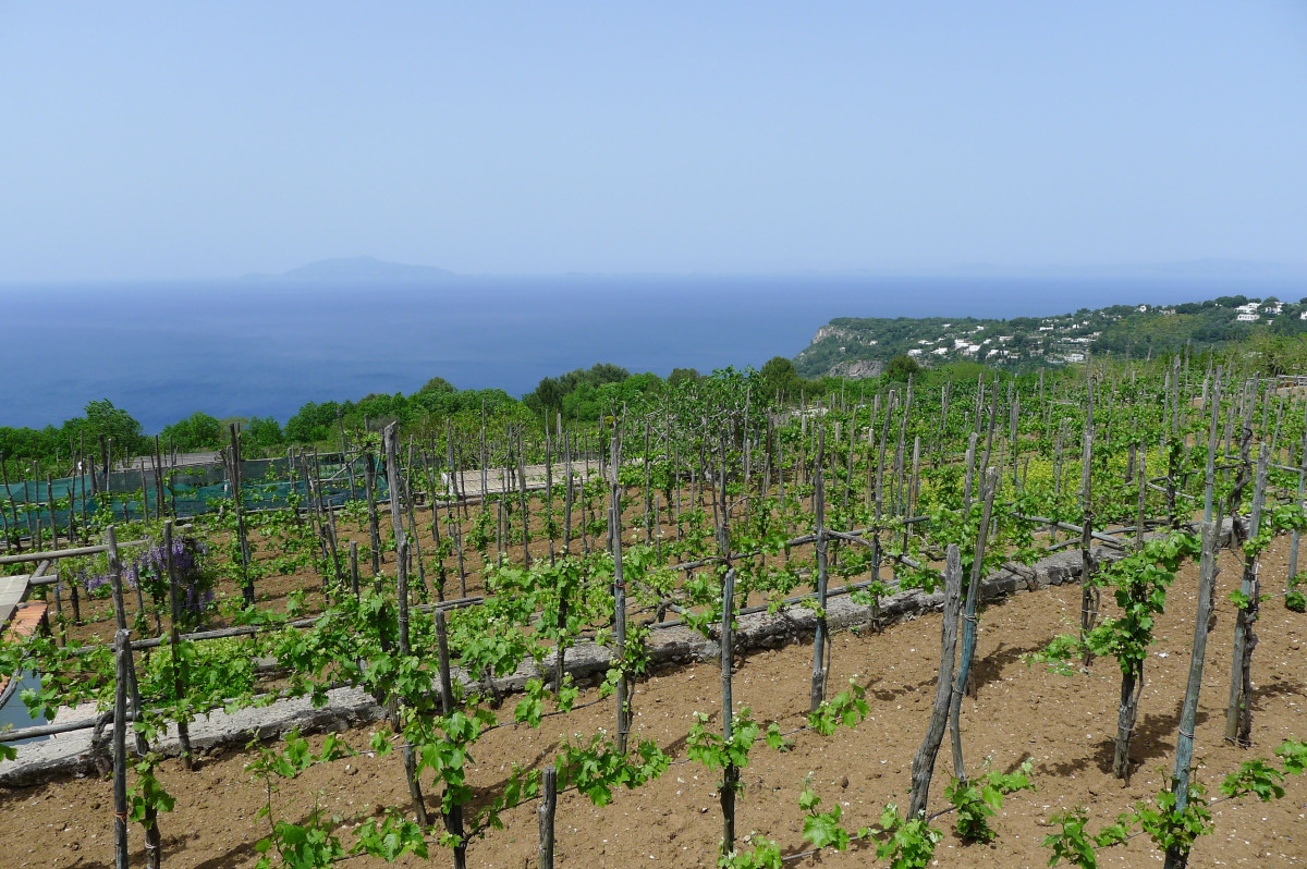 Da Gelsomina's vineyard