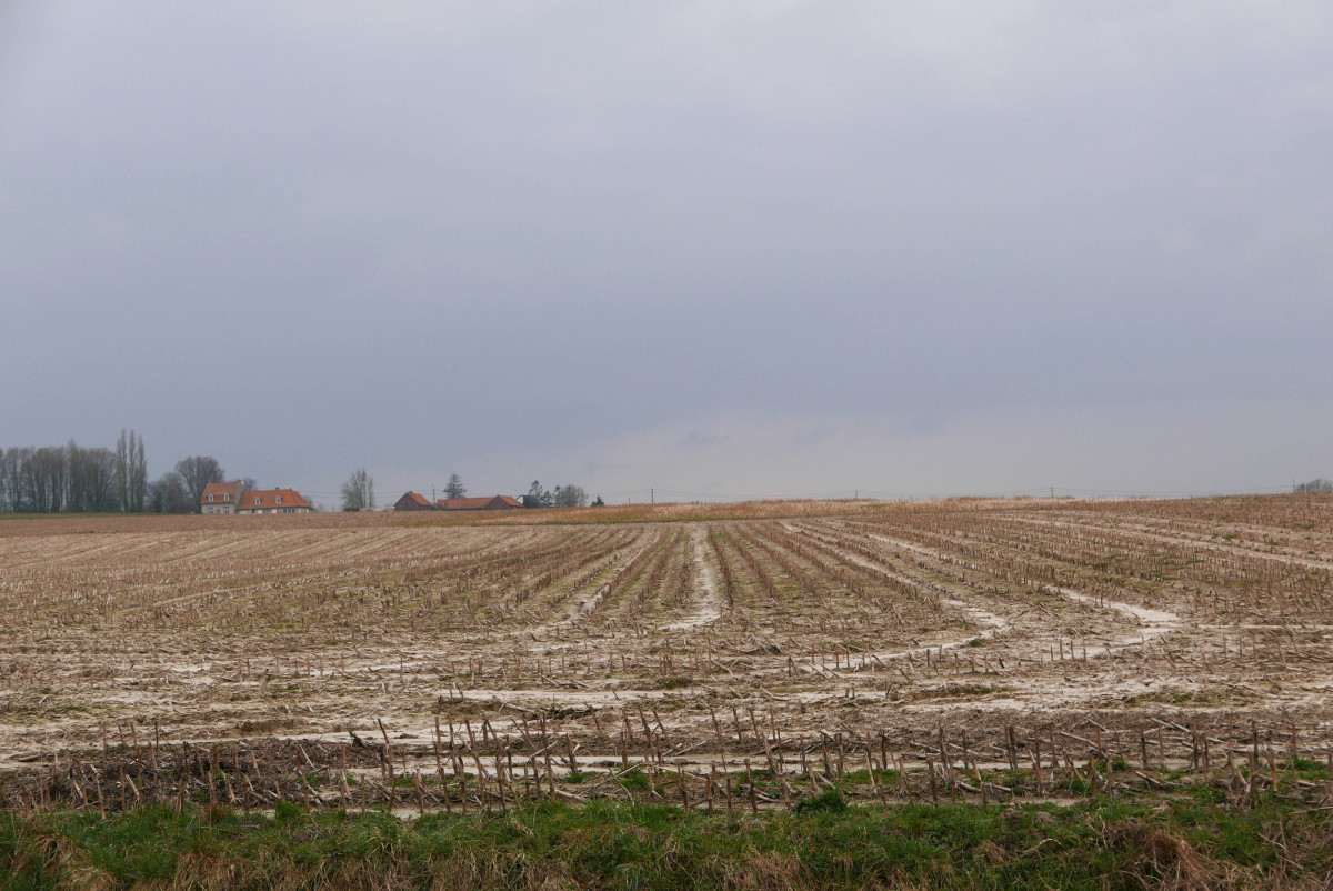 The fields of Flanders...