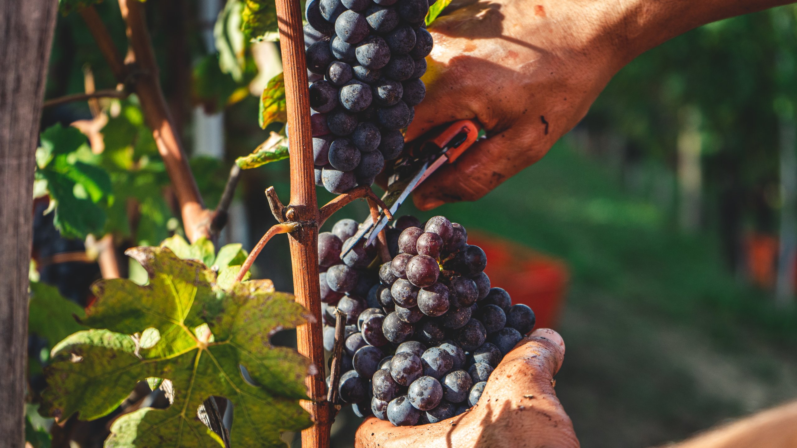 Harvesting Nebbiolo grapes in Serralunga, Italy. Grapes will be used in the process to make Barolo. Photo by Andrea Cairone