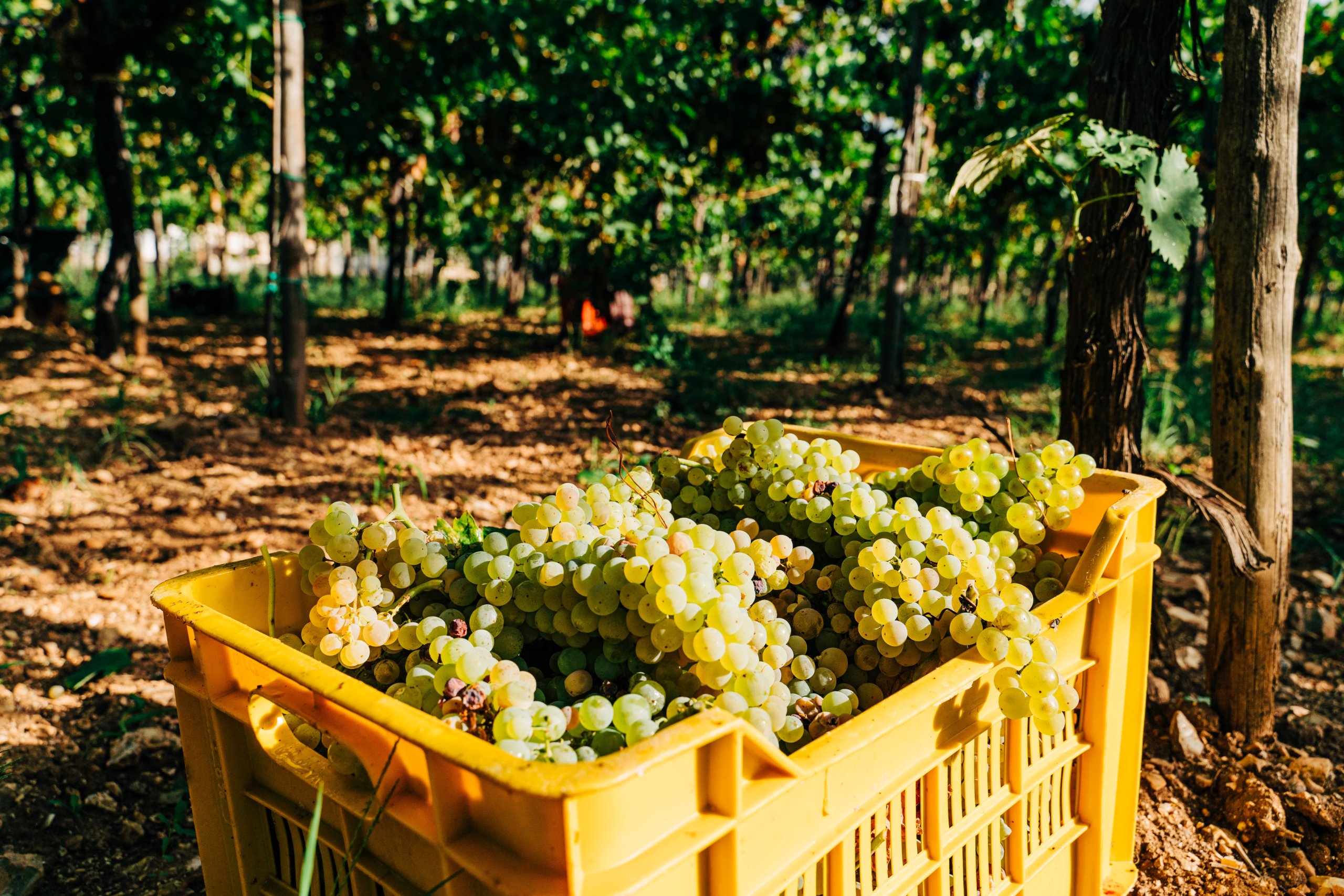 Harvest in a vineyard in Puglia. Photo by Gabriella Clare Marino 