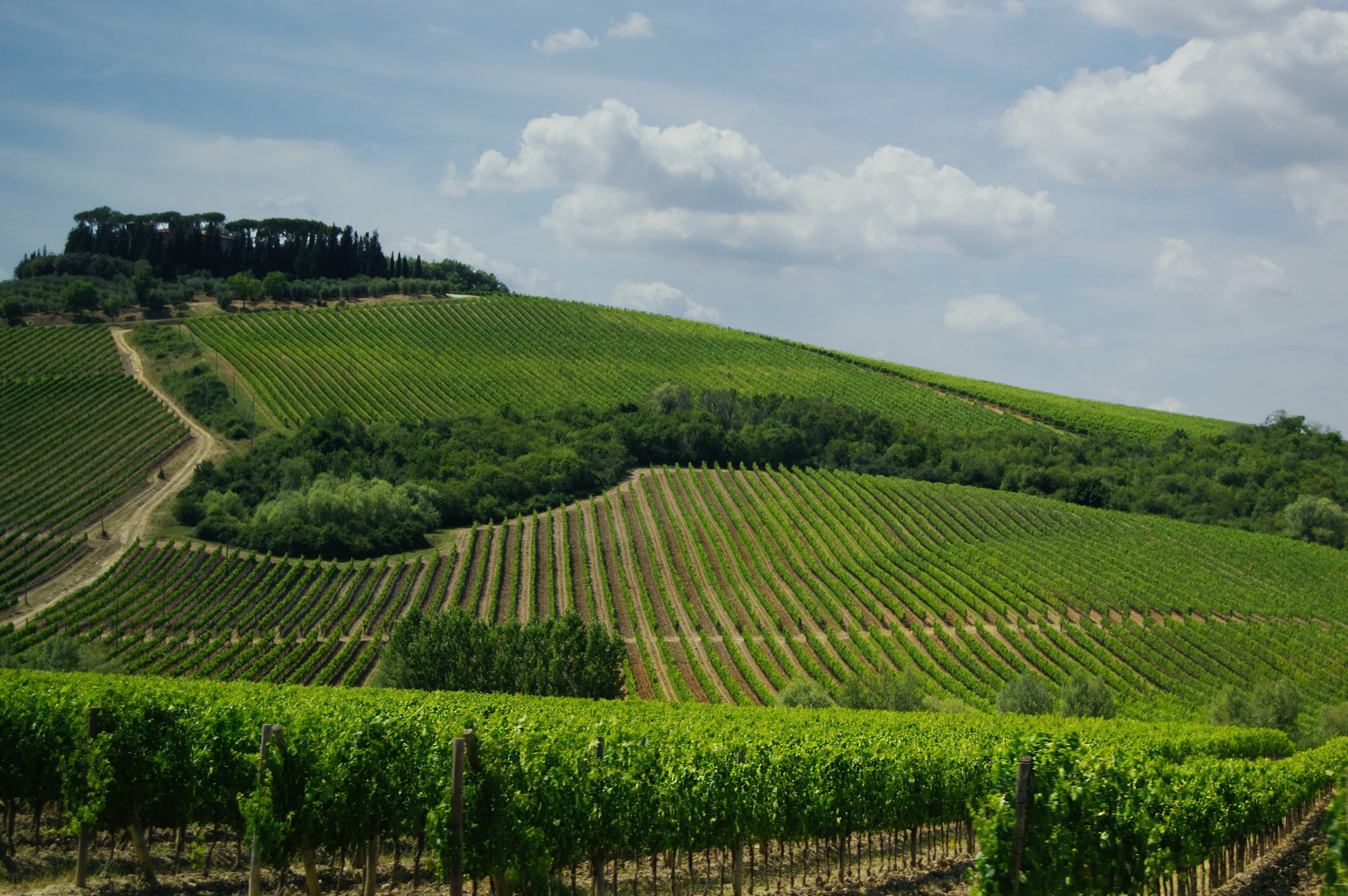 Tuscan vineyard. Photo by Jonathan Skule