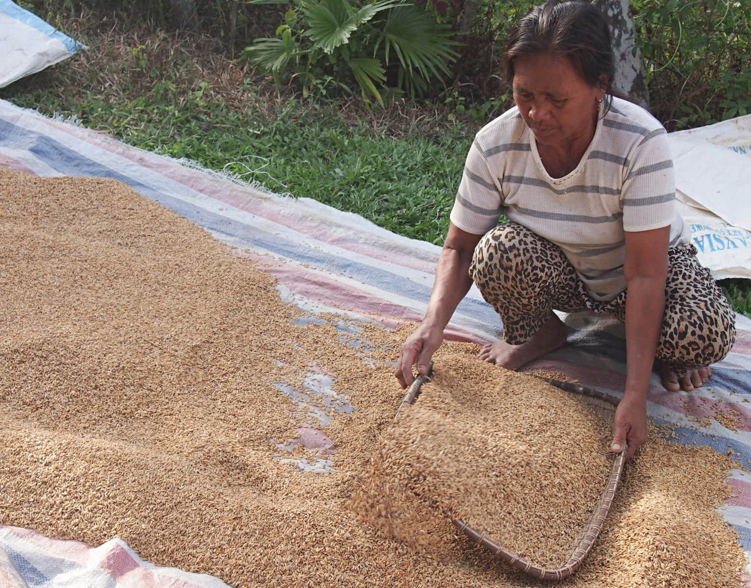 Rice drying. Photo by E.Gasiunaite