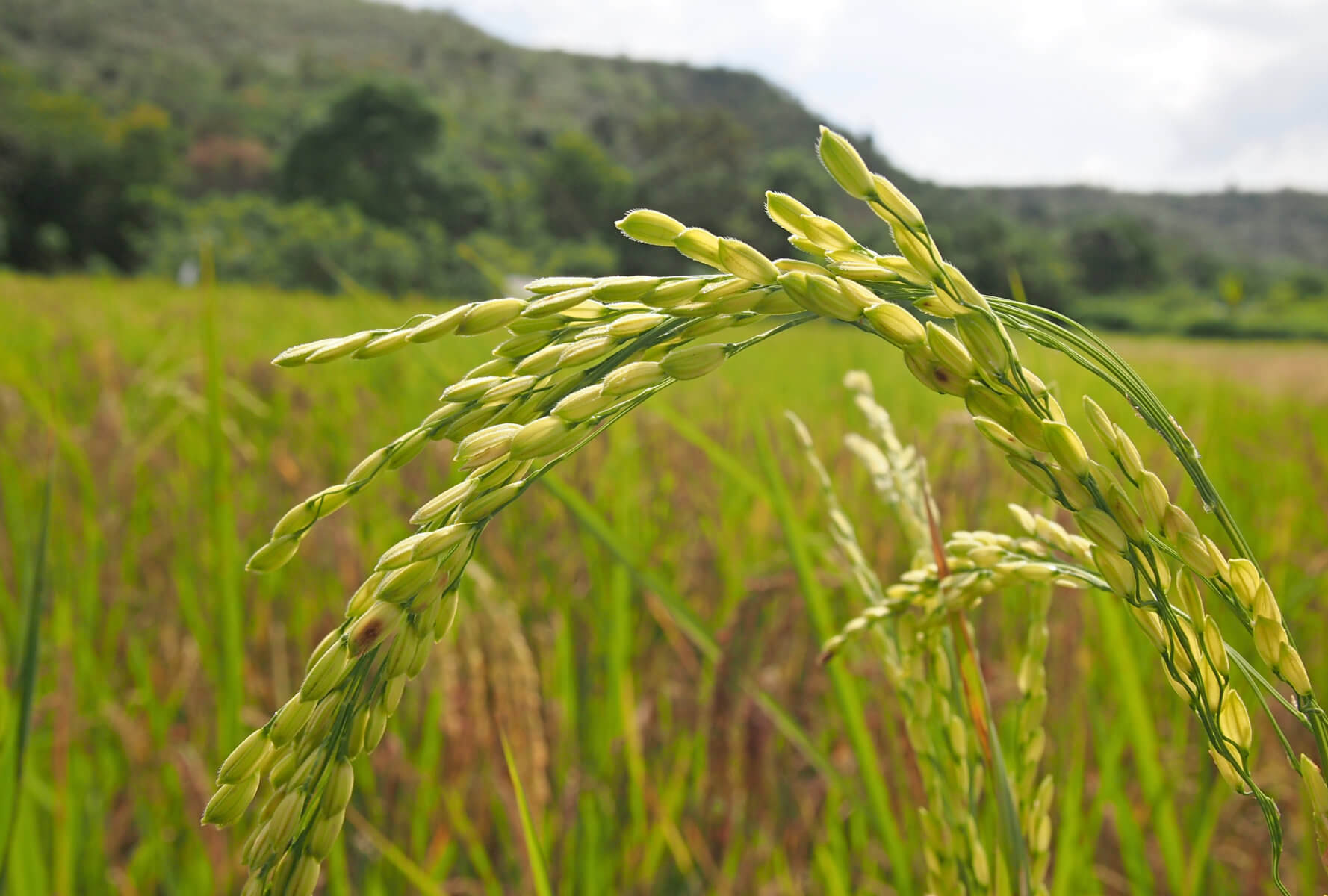 Rice. Photo by E. Gasiunaite