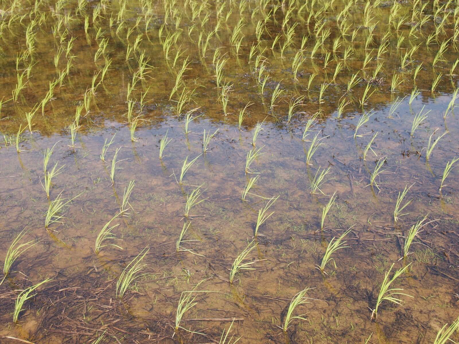 Paddy field in Borneo. Photo by E. Gasiunaite