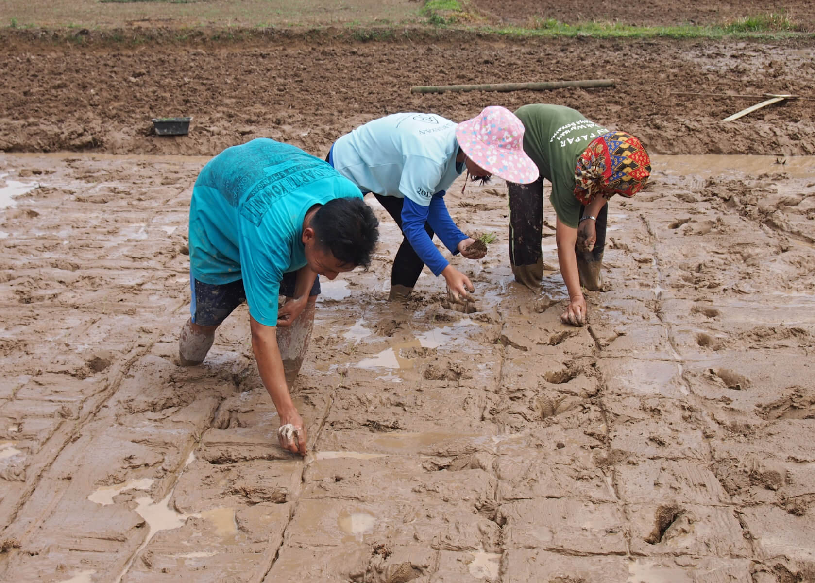 Rice planting in Borneo. Photo by E. Gasiunaite