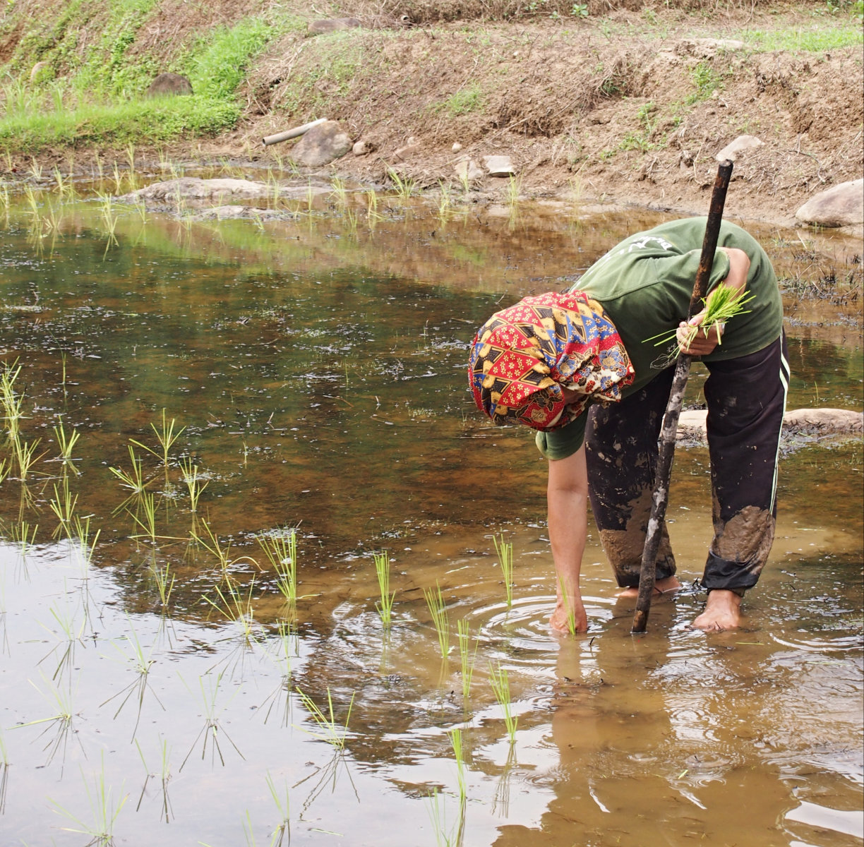 Rice planting in Borneo. Photo by E. Gasiunaite