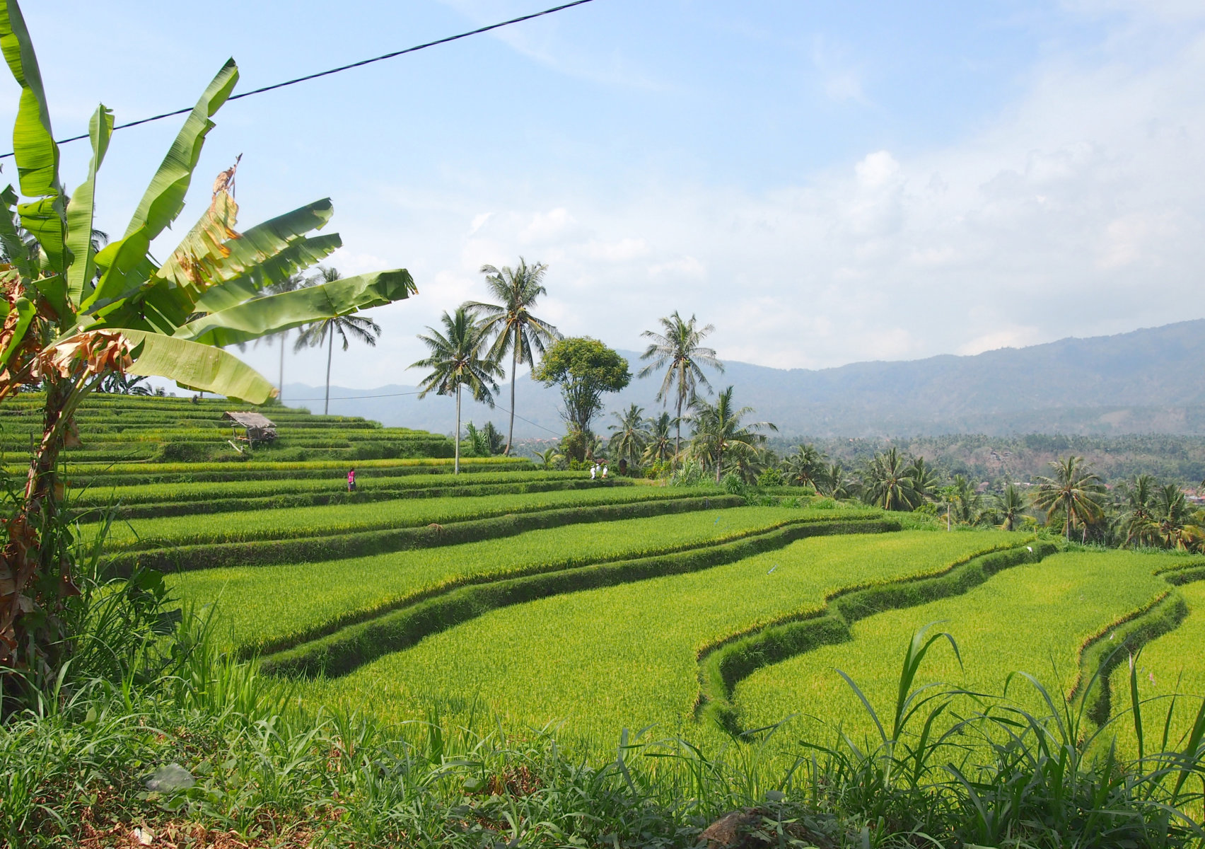 Rice terraces in Indonesia, Bali. Photo by E. Gasiunaite