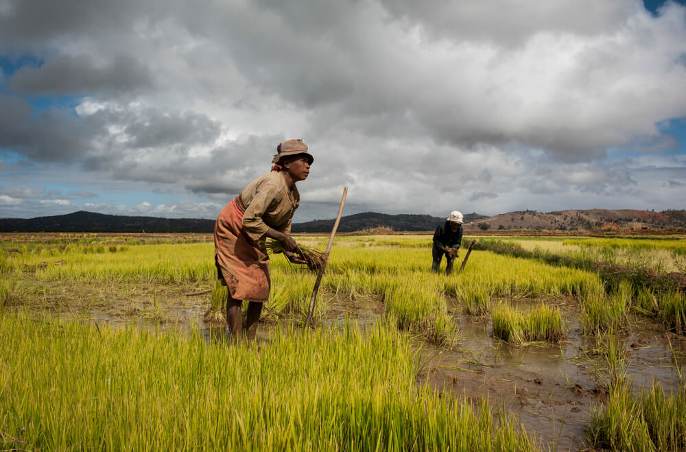 Rice field. © Paola Viesi