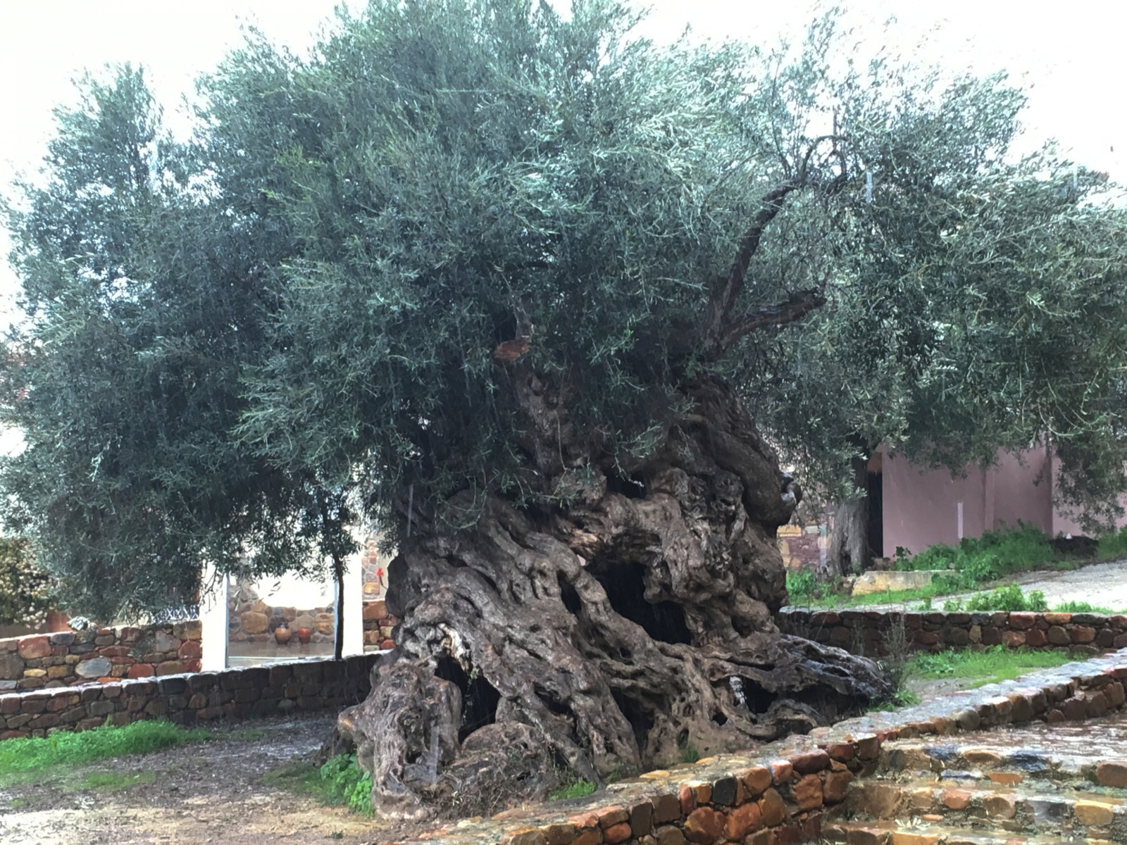 In Kreta. One of the oldest olive trees in the world.
