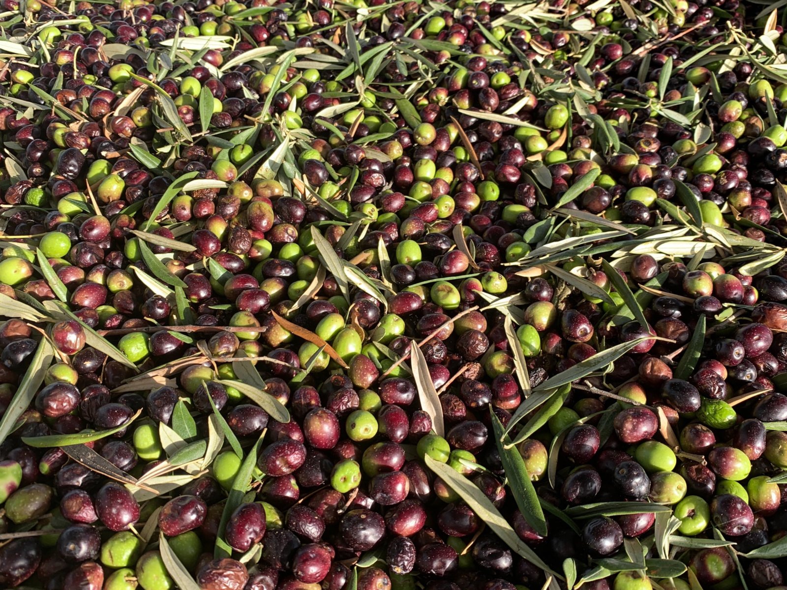 Olives waiting to be turned into olive oil at the Molisur factory, Spain. Photo by John Cameron