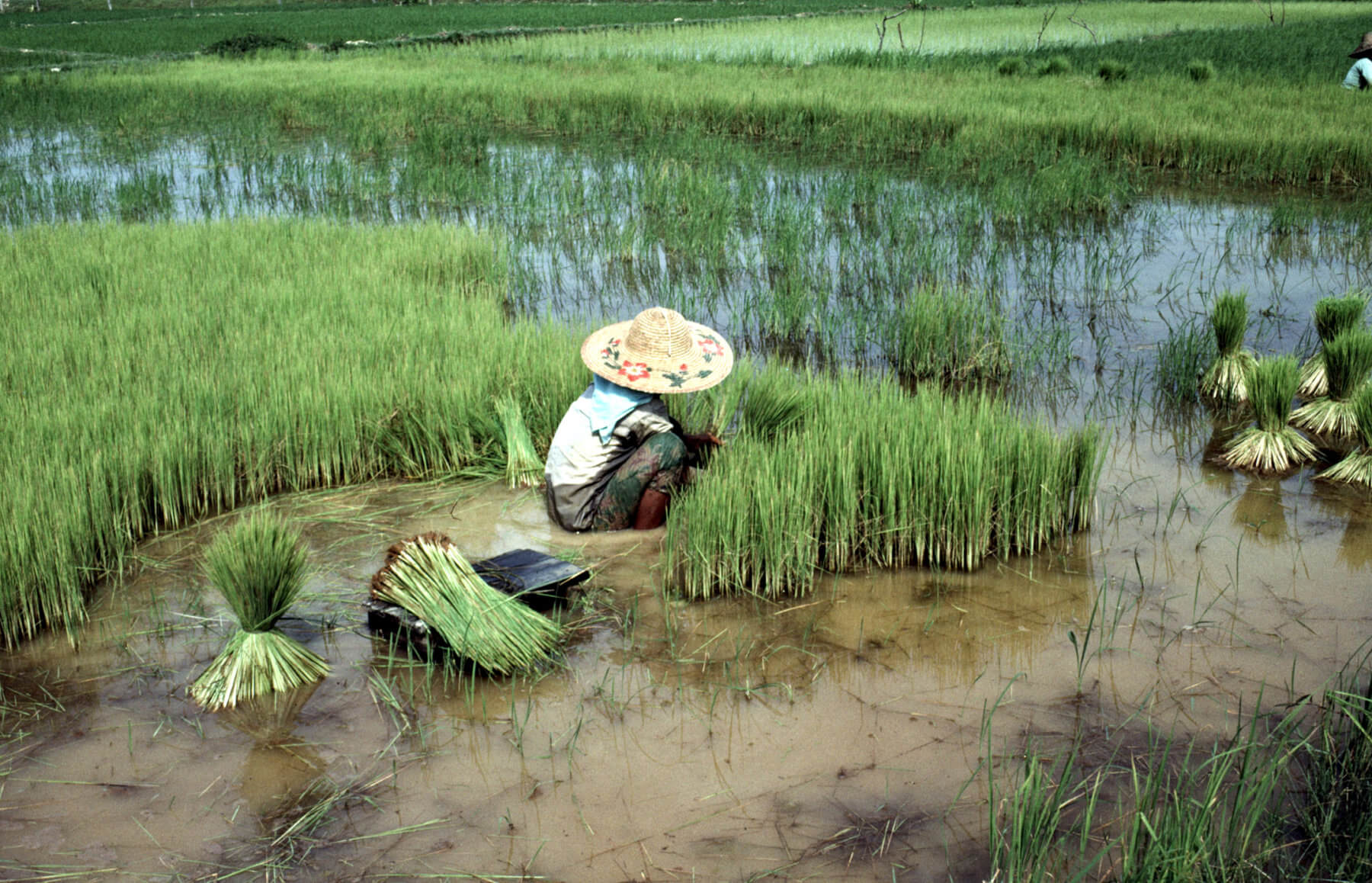 Transplanting rice in Malaysia. Photo by F. Bray