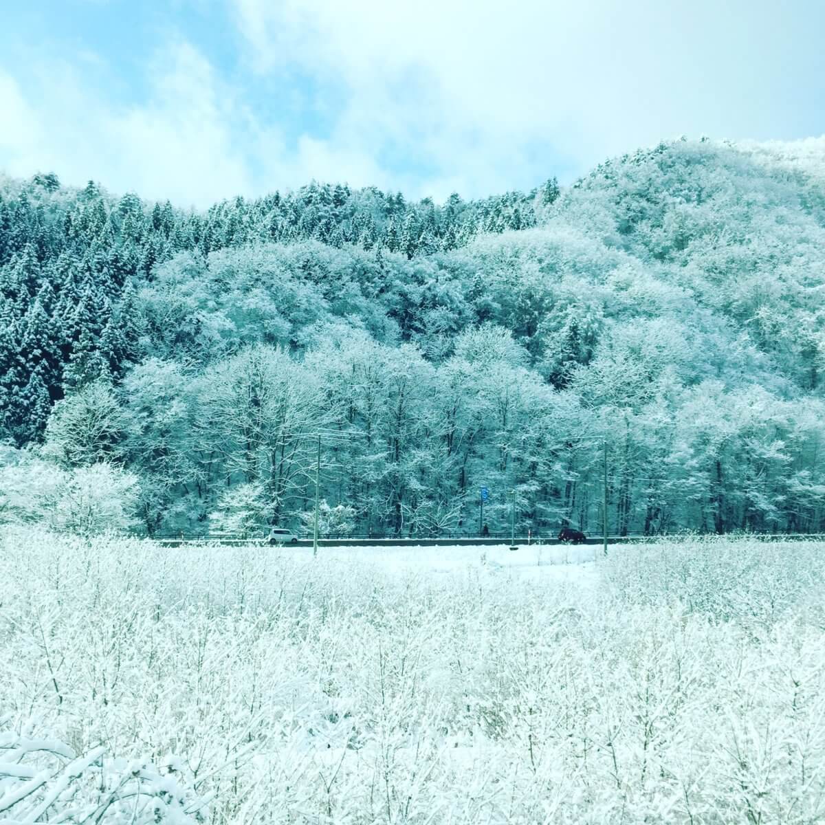  Akita in winter