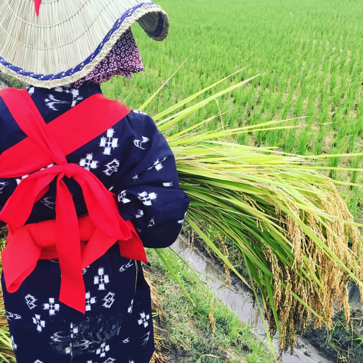 Special A Grade Yamada Nishiki rice harvest in Hyogo