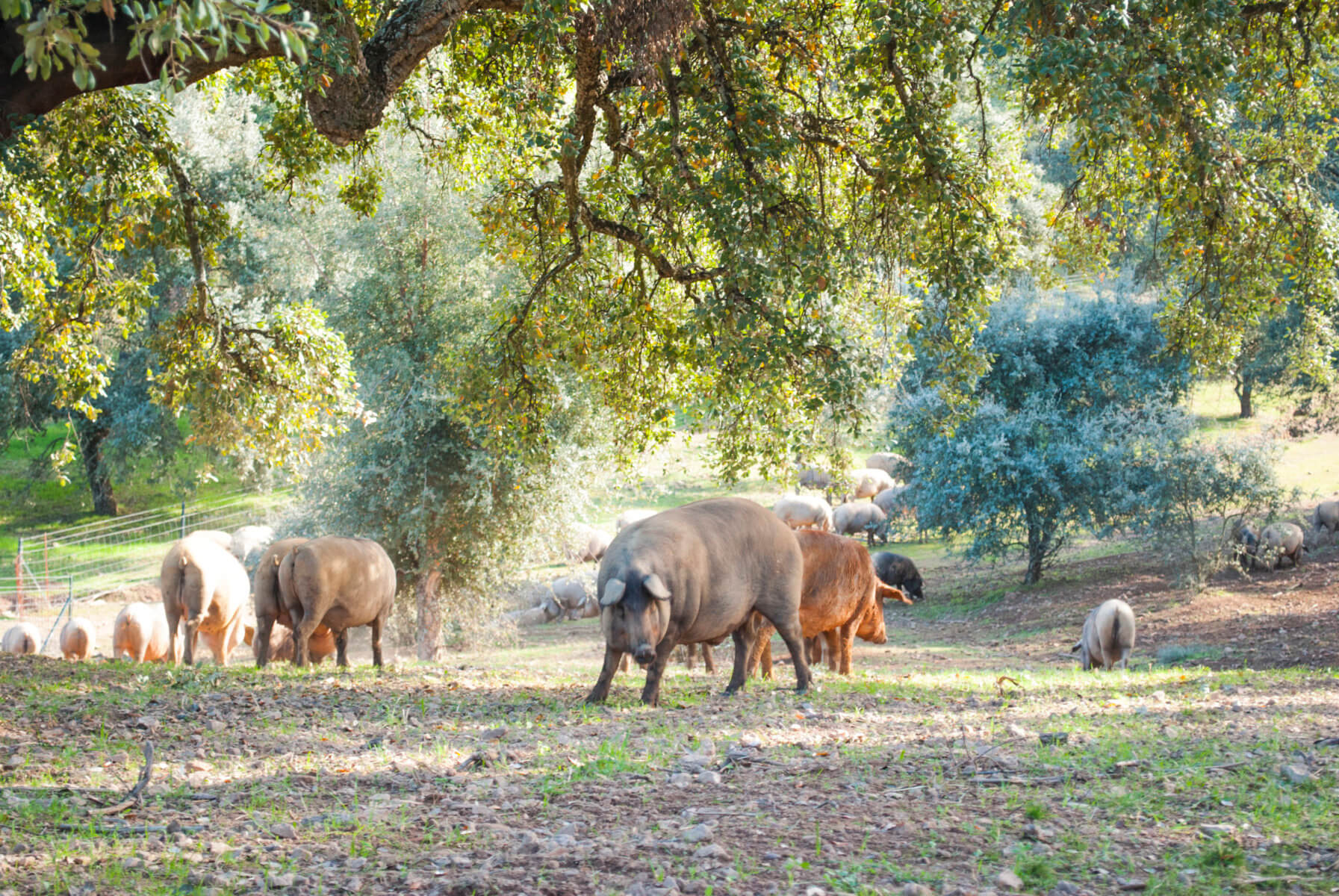 Iberico pigs