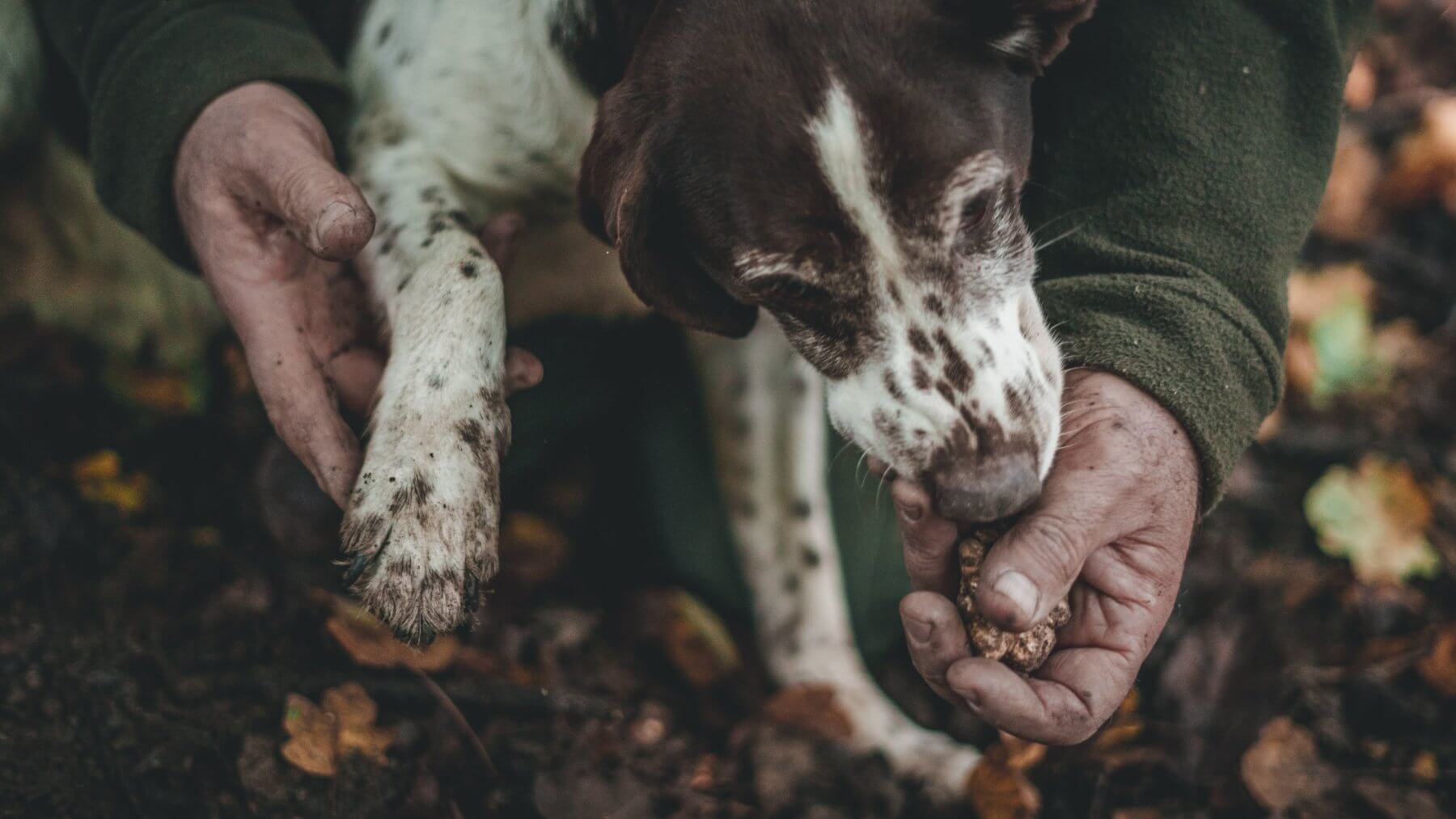 Truffle