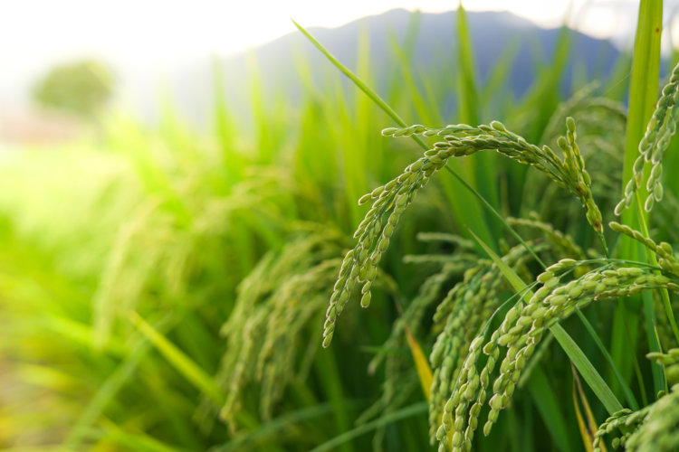 The Allure and Versatility of Japanese Rice